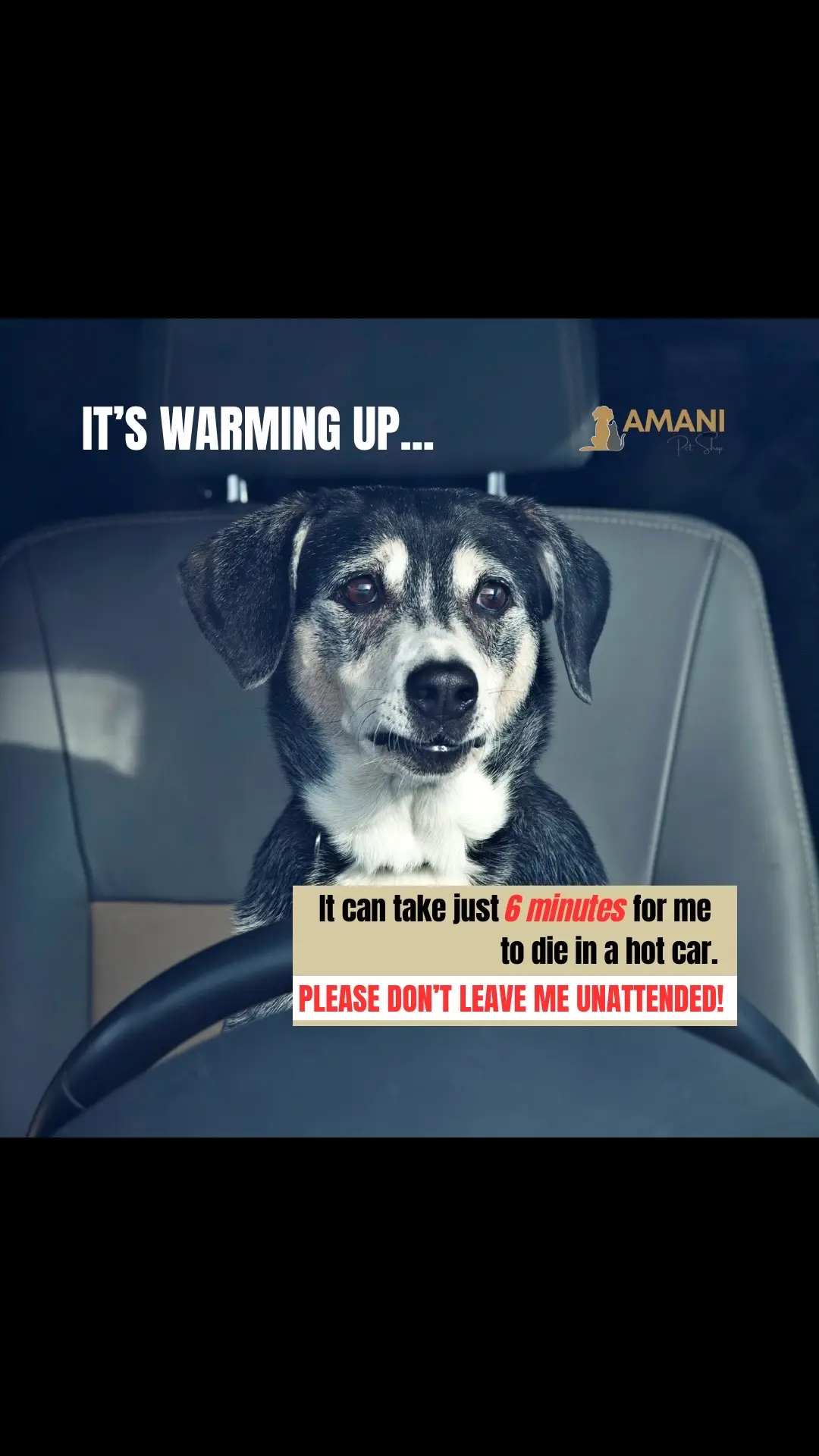 Please don’t leave your dog in the car. 🐾  #dog #dogsafety #dogs #doglover #doglovers #carride #doglife #doglifestyle #dogsoftiktok #doggo 