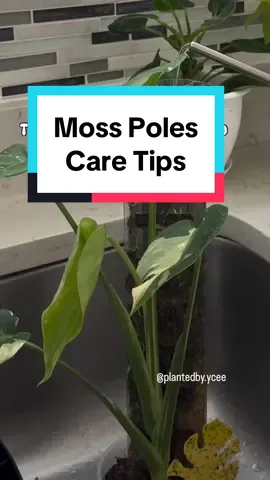 ✨🌿This is why you need to keep your moss poles moist!  When moss poles dry out, they start repelling water instead of absorbing it, making it difficult for your plants to get the moisture they need.  Regular watering ensures that your plants can easily access the water and nutrients they need to thrive. Don’t let your moss poles dry out—give them the care they deserve!💧🌿 #plantcare #gardeningtips #indoorplants #houseplants #urbanjungle 