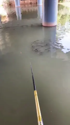 😂funny fish#fishinglife #fishing #fish #gofishing 