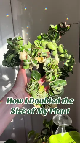 Have you ever done this? 🪴 #plantgrowing #plantgrowth #plantcare #indoorplants 