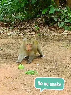 Most funny monkey scare fake snake 🐍 🤣  #funnyanimaks #babymonkey #funnymonkeyvideo #animalsbaby #monkey 