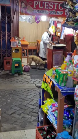 Una casera que ama a los peluditos 🐶🐈♥️ #perritoscallejeros #parati #viral #lapaz_bolivia🇧🇴 