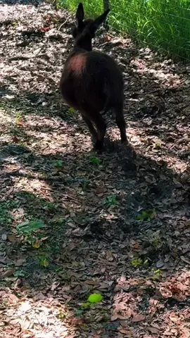 We moved the cows off the pasture so that means Cash gets a whole new racetrack all to himself!!! Today was hos first day on it but I think its safe to say he loved it!#babydonkey #cashthedonkey #farmlife #gratitude #animallove