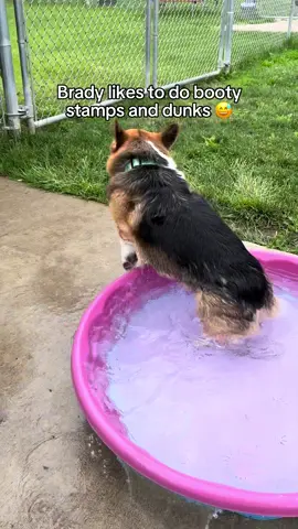 Brady makes me laugh so hard 😂.  #funnydogs #funnypets #cute #animals #corgi 