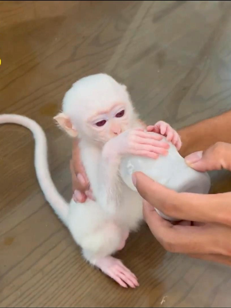 Monkey Ruby Couldn't Wait For A Bottle #monkey #fypシ゚viral #viral #babymonkey #funny