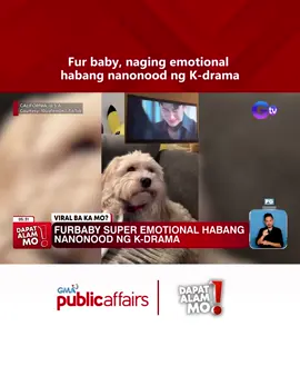 Fur baby, naging emotional habang nanonood ng K-drama #DapatAlamMo | Dapat Alam Mo!