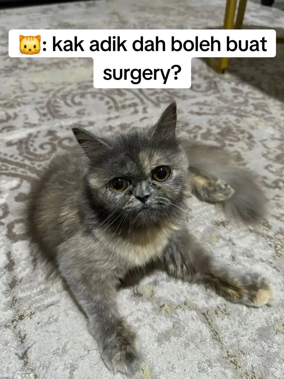 dah buntu nak collect dekatt mana. dekat apps biru pun dh post tp sumbangan masih tak mencukupi. adik dah lama tunggu, sy tkut tulang kaki adik tumbuh n mnyukarkan process surgery. last last nti vet potong and adik cacat kekal. mohon bantu adik #pencintakucing #kucing #surgery 