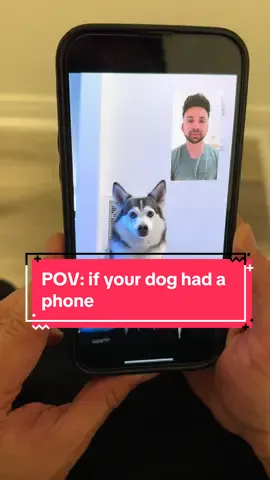 POV: if your dog had a phone 😂🐶 #smartdog #dogs #dogsoftiktok #pets #doglover #fyp 