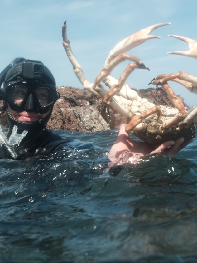 How to Dive for Spiders Crabs UK #diving #spidercrabs #foraging #hunting