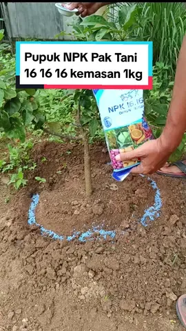 Pupuk NPK Pak Tani 16 kemasan original 1 kg #pupuk #pupuknpk #pupuknpk161616 #pupukpaktani 