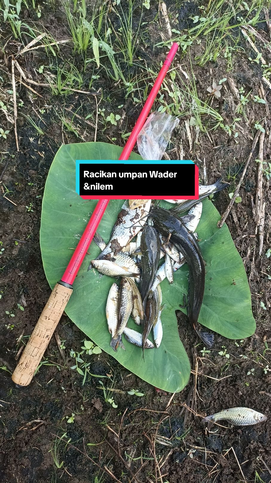 Tutorial membuat racikan umpan ikan wader & nilem dijamin auto gacor. bahan : Biskuit, air, telur & bawang putih. untuk caranya bisa di simak di Vt sampai habis ya teman-teman. #mancing #wader #microfishingindonesia #microfishing  #umpanwader #mancingwader 