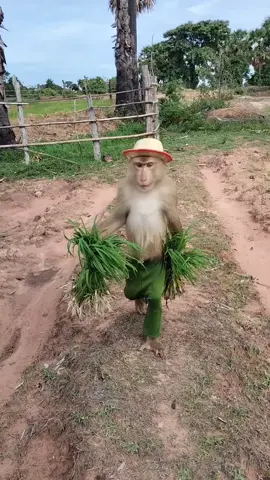Amazing video cute monkey|| famous in the world || #monkey #fyp #cute #animal #animals #monkeysoftiktok #uae #saudiarabia #russia #foryou #funny #monkeys #uk #usa #aus #canada #world #africa #africaanimals #monkey #meme #monkeybaby #viral #foryoupage #ape #babymonkey #trending #pets #funnyanimals #wildlife #cute #monkeydluffy #monkeyface #monkey #monkeykiki #monkeybars #monkeybaby #monkeysmart #monkeyfamily #monkeyvideo #monkeybabychallenges #monkeykaka #monkeywild #monkeybabyshark #monkeynana #monkeymanmovie 