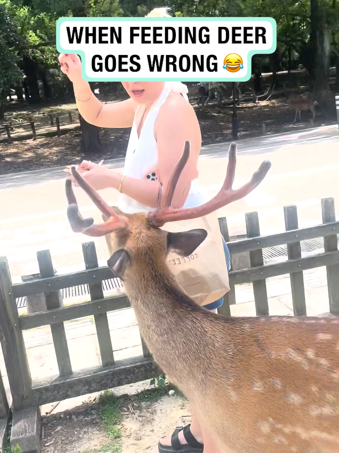 The silent laugh always gets me 😭 (🎥: @lilyoreillyy) #fail #fallingover #deer #animals #funny