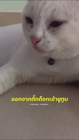 #เทรนด์วันนี้อันดับ1 #ทั้งง่วงทั้งเหงา #แมวขาวตัวเหลืองชื่อwhite #ทาสแมว #กลับมาแล้ว 