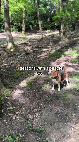 🐶🐾 Meet the Beagle! 🐾🐶 Hey everyone! If you’re a dog lover like me, you know how special our furry friends are.  #TravelWithDogs #DogTravelTips #BeagleAdventures #PetFriendlyTravel #TravelWithPets #BeagleLove #DogFriendly #RoadTripWithDogs #BeagleLife #PetTravel #DogSafety #TravelingPets #AdventureWithDogs #BeagleJourney #DogTravelEssentials