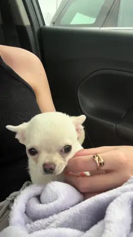 More from the day brought our boy home 🥰#chihuahua #chihuahuastiktok #chihuahuas #chihuahuapuppy #wlw #wlwcouple #puppy #chihuahuafanclub 