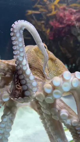 Did you know that octopuses have three hearts? 🐙🩷 One circulates blood around the body, while the other two pump blood past the gills to absorb oxygen!  #octopus #twooceansaquarium #ocean #capetown 