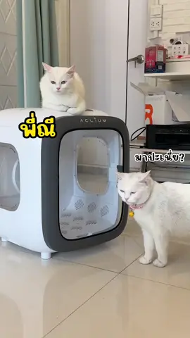 🙏😻ขอบคุณรีวิวตู้เป่าขนจาก Cr. @backcatter  🐱 Aclium Air dryer 🐱 เครื่องเป่าขนสัตว์เลี้ยง ใช้งานง่ายเพิ่มความสะดวกสบาย ทำให้สัตว์เลี้ยงของคุณขนนุ่มสวยเงางาม น้องแมวไม่หวาดกลัว ทาสหมาทาสแมวอย่างเราก็สบายใจสุดๆ..!!!💗 ⭐️ช่วงอายุการรับประกัน 2 ปี⭐️ ใส่ตะกร้ารอช้อป 🛒 Shopee : https://th.shp.ee/UvqHege Lazada: https://s.lazada.co.th/s.MXU0S 📣ติดต่อสอบถาม📣 ☎️Tel : 096-682-9829 💬FB Chat : http://m.me/meowbark 💬line official : https://lin.ee/0FN653L  📧 E-Mail : meowbarkstation1234@gmail.com #Aclium #Acliumthailand #Meowbrakstation #Meowbark #CatAutomaticToilet #อุปกรณ์สัตว์เลี้ยง #สินค้าสัตว์เลี้ยง #ทาสหมา #ทาสแมว #กระบะทรายเเมว #น้ำพุไร้สาย #น้ำพุแมวไร้สาย #น้ำพุแมว #น้ำพุหมาไร้สาย #น้ำพุหมา #ห้องน้ำแมว #ห้องน้ำแมวอัตโนมัติ #ตู้เป่า #ของเล่นแมว #แคปซูลแมว 