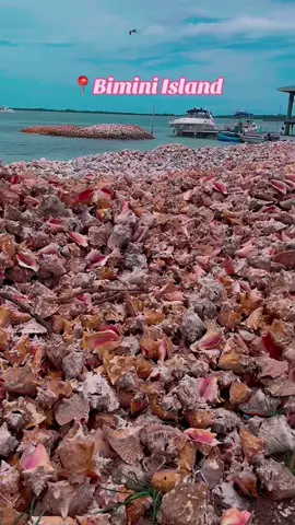 Conch Shell Heaven 😍🐚 the smell was intense but nothing was keeping me from these shells 🤣 #biminibahamas #bimini #conch #conchshell #seashells 