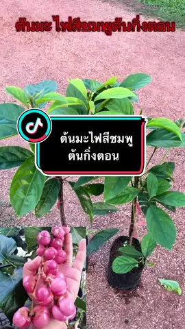 🌿ต้นมะไฟสีชมพู ขยายพันธุ์แบบกิ่งตอน ต้นสูง40-60 เซนติเมตร เป็นพันธุ์มะไฟ ที่มีผลใหญ่ที่สุด  เนื้อข้างในสุกเป็นสีชมพู #ต้นไม้ #คนชอบปลูกต้นไม้ #พันธุ์ไม้ #เปิดการมองเห็นtiktok #เปิดการมองเห็น #ป่า #มะไฟ 