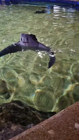 The little jumps 😍 #fyp #cute #animals #oceanlife #oceananimals #wateranimals #stingray #aquarium #splash 