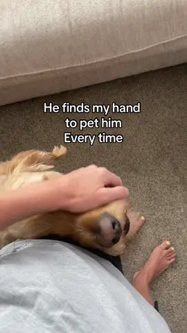 #dogsoftiktok #sahmlife #funnypets 