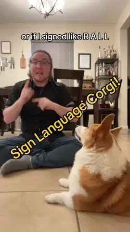 #signlanguage fluent #corgi ! #asl #fyp #foryou #foryoupage 