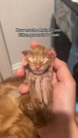 Look at that milk belly 🥹😻 also excuse the strand of hair on my hand 😅 #kitten #orangekitten #kittensoftiktok #cattok #mainecoon #mainecoonkitten #foryou #fyp 