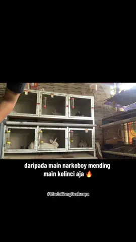 #peternakmuda #hobi #indonesiaemas #peternakkelinci #kelincipedaging #fypシ゚viral #fyp 