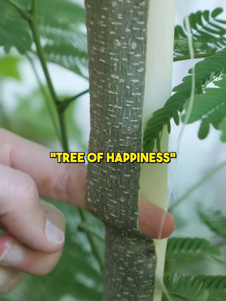 Please watch this BEFORE consuming Mimosa tree! ⚠️ Sorry to pull the whole “read the caption” thing for this one, but there is so much important information to cover on this subject that I am not able to fit it into the short video format. I still remember in 2018 when I tried this herb for the very first time. My friends and I found the trees quite easily, harvested the bark and made decoctions. There were four of us, and of that, two, including myself, experienced the side effects described in the video. After that, I searched high and low for articles that mentioned this, but couldn’t find any… at least none in English! For years now, I’ve thought that surely someone would cover this, but despite many articles and videos being made about this plant, it continued to not come up. Though I’m usually the person debunking wild species toxicity claims, I now find myself on the opposite side of the fence. I just feel like someone has to say this! Especially with the nature of the use of this herb, I think it can potentially create a dangerous situation to claim there are no precautions needed (other than pregnancy, of course). That’s why I’m making this video. After years of testing and experimentation, I finally felt confident presenting this information to you. I don’t want to spread fear here! I just want you to approach Albizia with caution if it is your first time consuming it. And let me know what your experience has been in the comment section! If you have consumed this plant without issue, there is likely nothing to worry about. (not medical advice) I do have a longer video covering the connection to TCM, the concept of “copy-and-paste” herbalism, and preparations that at least caused me less irritation on my YT channel if you are interested. #albizia #mimosatree #foraging #herbs