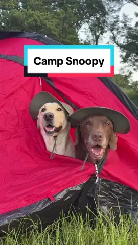 Ollie & Tato wanted to join in on the camping fun! 🏕️🪵 Camp Snoopy is now streaming on Apple TV+ 🌲 #CampSnoopy @Snoopy @Apple TV #ad 