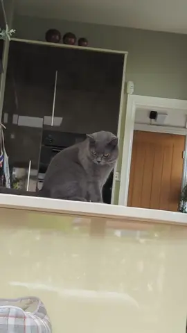 #funtime #fyp #catsoftiktok #foryoupage #catlover #viral #mrchaudhary😻 #viralvideo #tabbasam321 