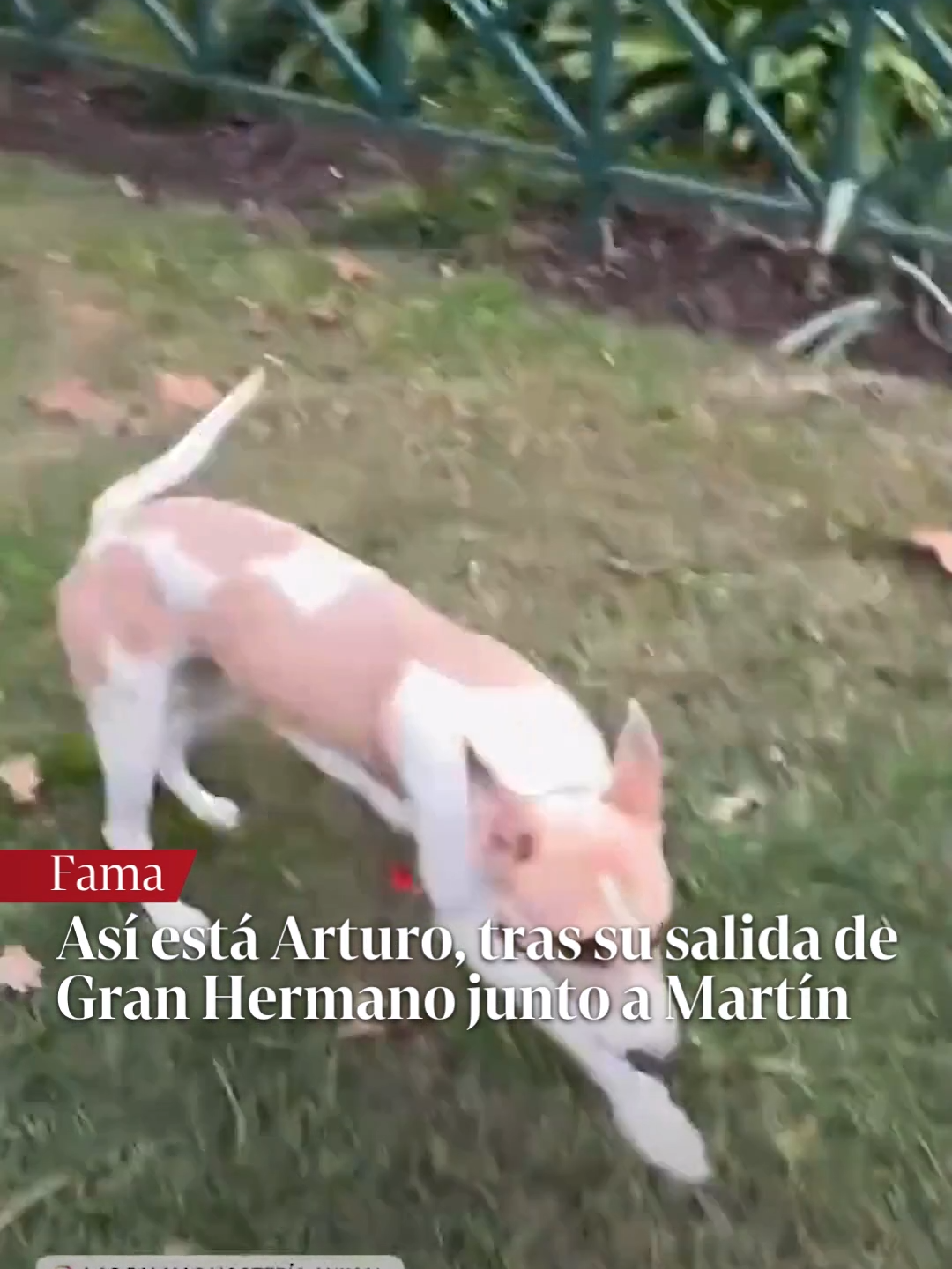 🐶 ARTURO SE DIVIERTE MIENTRAS ESPERA A MARTÍN DE GRAN HERMANO Como el perro se había vuelto muy cercano al Chino, ya se había definido que se iría con él cuando al participante le tocara abandonar la casa del reality por decisión del público. En las últimas horas trascendió que al animal lo está cuidando Gustavo González Marín, el veterinario que trabaja junto a Telefe, y les llevaron tranquilidad a sus seguidores, a través del Instagram que le crearon.