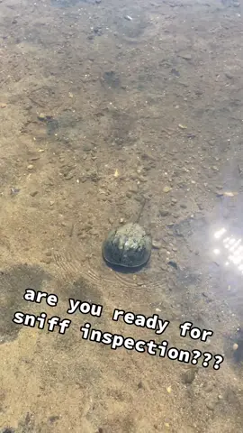 cape cod sniff inspection. video from @🌀 #horsheocrab #sniffinspection #miata 