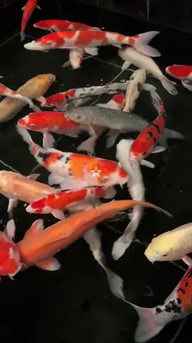koi fish ☆ #fyp #koifish #koifishpond #aquarium #aesthetic #digitaldiary #videodiary #virtualdiary #pinterest #quietlife #koi #traveldiaries #singaporeairport #aesthetickoifish 