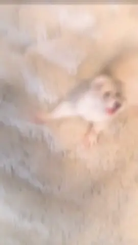 furet crazy #furet #crazy #crazyfuret #furets🦦 