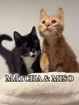 matcha & miso 🤎 the sweetest brothers #CapCut #cats #catsoftiktok #rescuecat #kittens #pets 