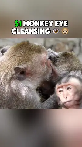 $1 Monkey Eye Cleansing #monkey #eye #cleansing 
