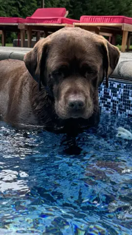 Labs and swimming!💦🤎🖤💛waterdog #labsoftiktok #labs #lablove #Summer #swimming #summer2024 #mydogs #funday #dogs #dogoftheday 