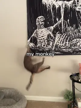 #CapCut #cat #monkey