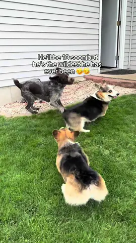 Graffiti has always been an angel, and Brady has always been a wild child. This has not changed, even as Brady enters double digits. In fact, he’s getting even more rambunctious with age 😂🤪.  #crazydog #corgisoftiktok #corgilove #corgilife #dogs 