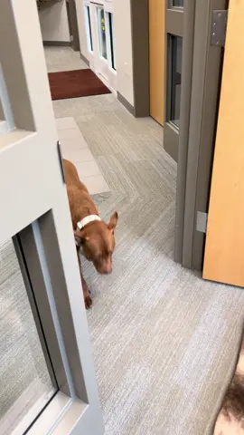 Its “peobably shouldn’t have brought your dog to work” day 