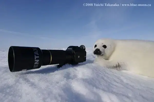 SEAL. #cute #seals #viral #seal #fyp 