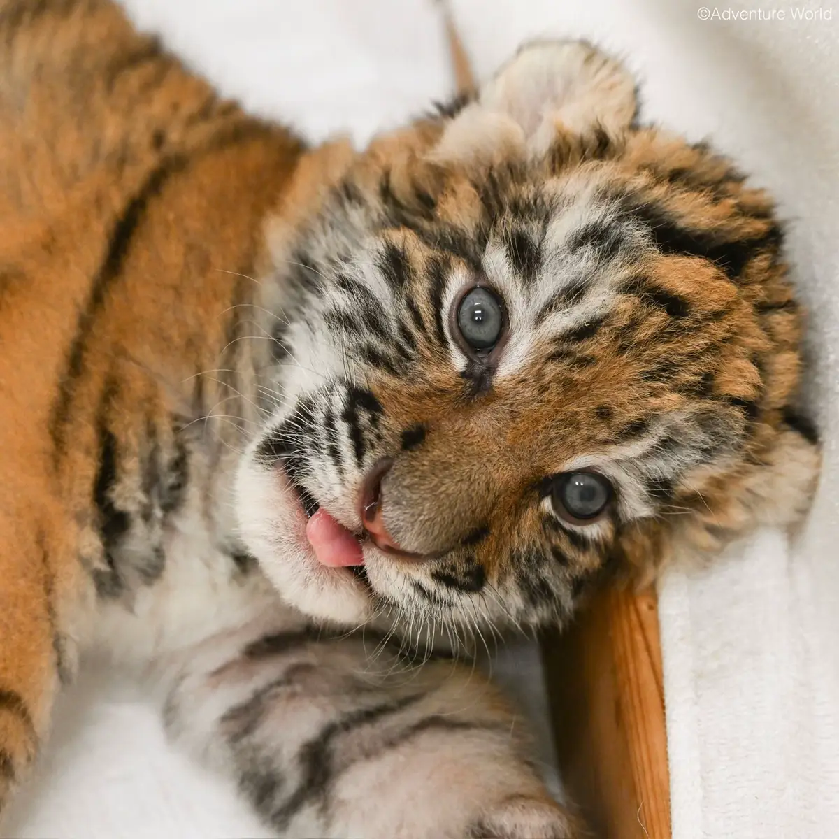 一般公開は8/18(日)まで！ #トラ #動物の赤ちゃん #アドベンチャーワールド #tiger #baby #animal #zoo #adventureworld 