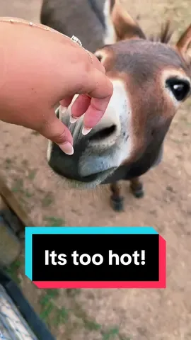 Its too hot for spicy donkeys🤣 #minidonkeys #blancheanddolly #minidonkeysoftiktok #minifarm 