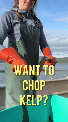 GET YER' KELP! 1ST EVER FRESH ALASKA KELP DELIVERED DIRECTLY TO YOUR DOOR. NOW IS YOUR CHANCE TO CUT KELP FROM THE COMFORT OF YOUR HOME!!! This is available for a limited time, in limited quantities. 