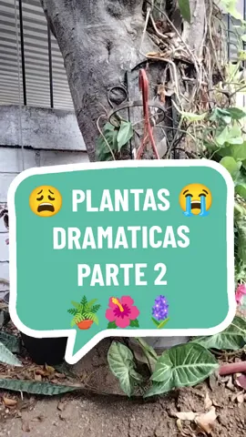 Plantitas Dramaticas Pt.2  Esto tambien para que vean que no por que una planta parezca muerta quiere decir que lo este. #timelapse #camararapida #plantas #jardin 