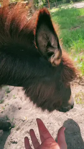 Cashs hair cracks me up! His baby fur is still so fluffy and wild, it really makes him look like he has a beard🤣#babydonkey #cashthedonkey #farmlife #gratitude 