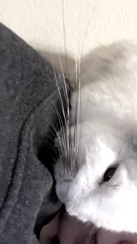 he got a lil sleepy and fell asleep on my shoukder #ilovemychinchilla #chinchilla #jynxsolosu #m3latoninmilk #fyp