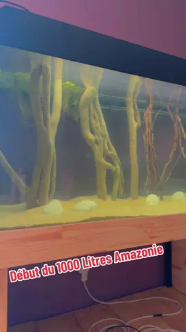 #Amazonie #Aquascaping #Aquarium #1000L #Amazonien #mangroveforest #Aqua  #Aquascaping
